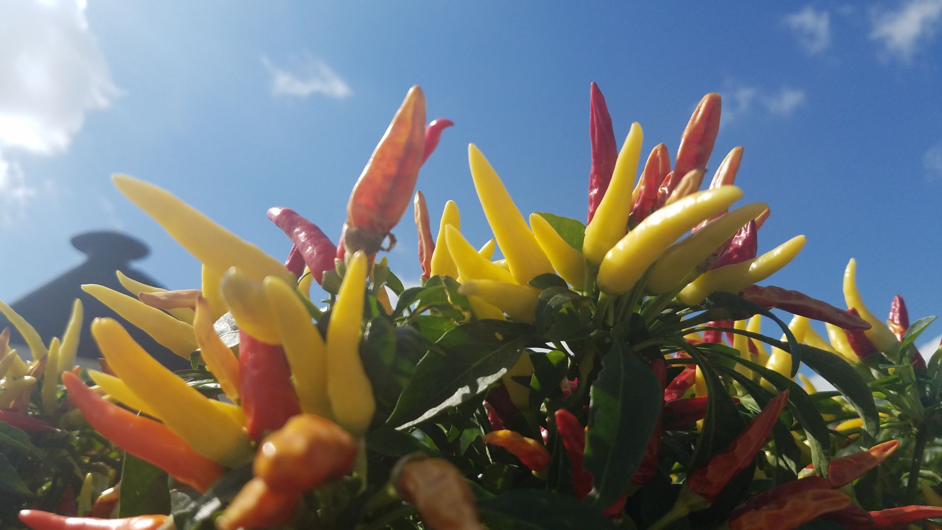 Fall plants peppers